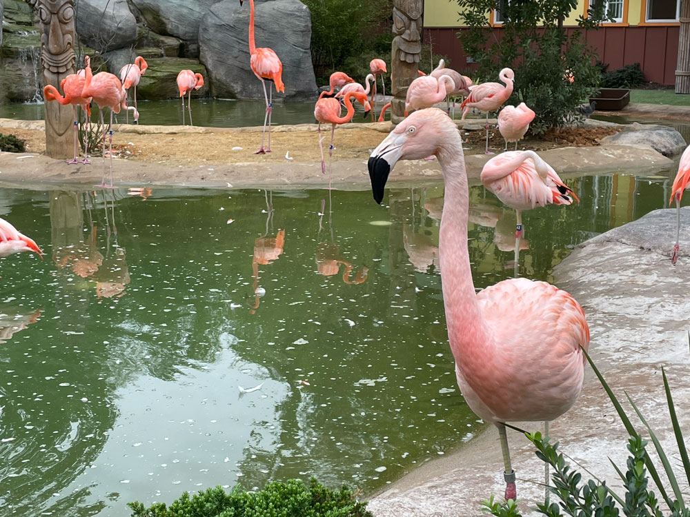 Pink flamingos standing at the edge of a pond in a zoo habitat.