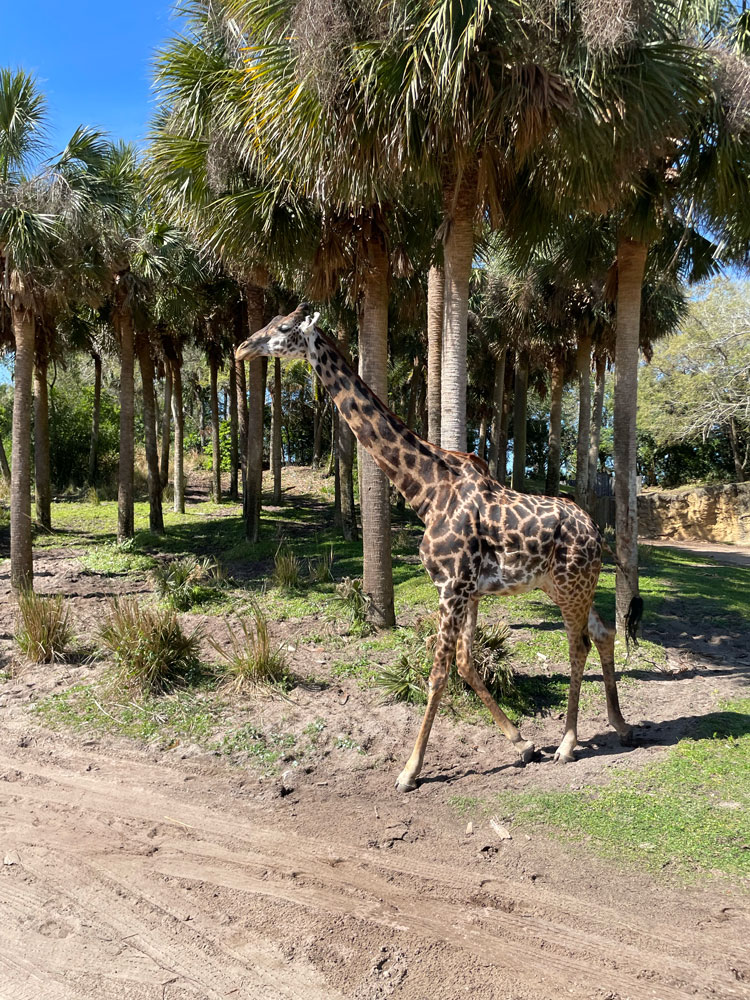 A giraffe walking through a grove of palm trees on a safari trail.