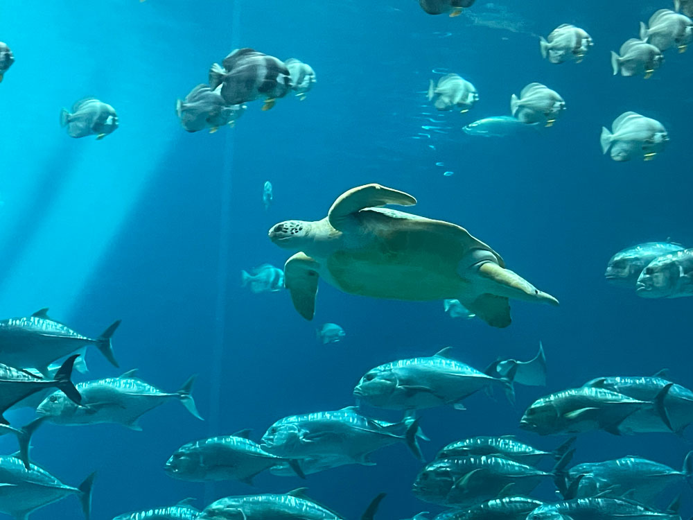 A sea turtle gliding through a large aquarium tank surrounded by schools of fish.
