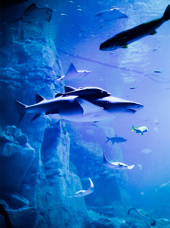 Visitors beneath a large aquarium viewing window