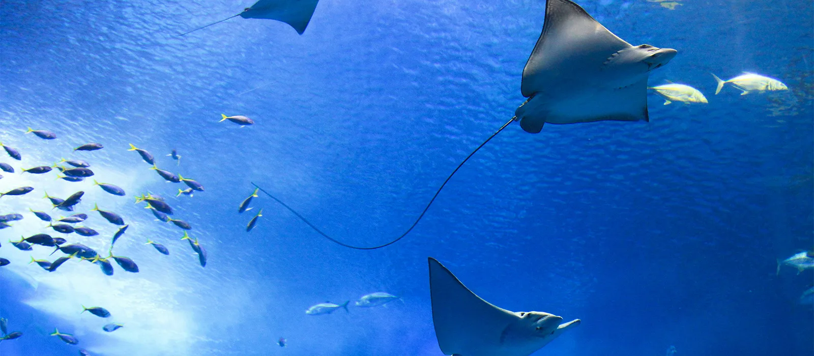 Butterfly House & Aquarium — Aquarium