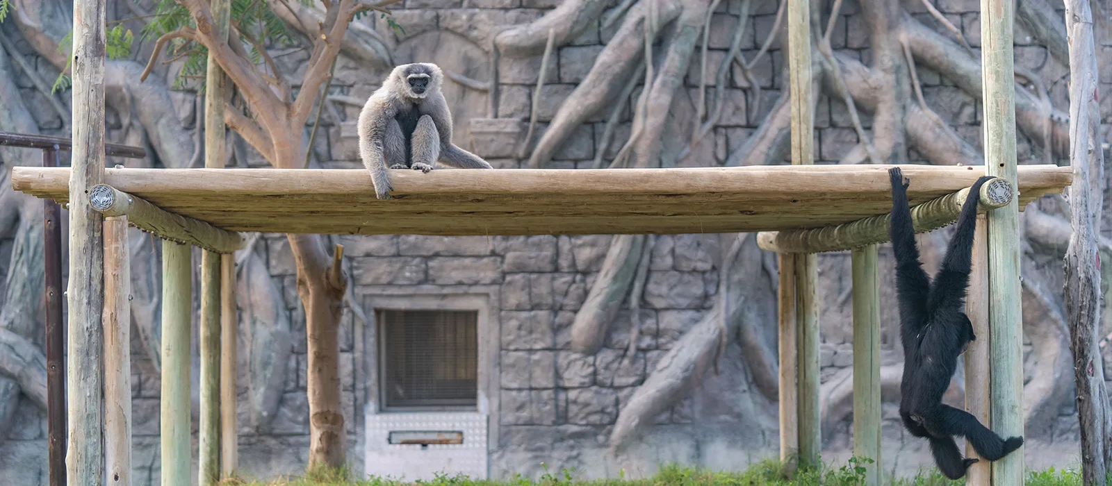 C.A.R.E. Foundation — Animal Park