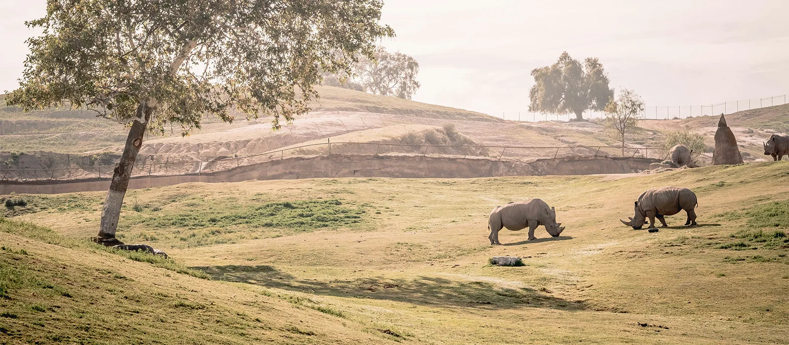 Safari Wilderness — Safari
